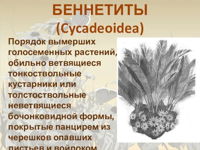 БЕННЕТИТЫ (Cycadeoidea) Порядок вымерших голосеменных растений, обильно ветвящиеся тонкоствольные кустарники или