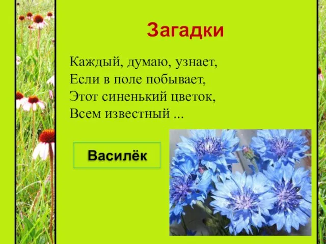 Загадки Каждый, думаю, узнает, Если в поле побывает, Этот синенький цветок, Всем известный ... Василёк