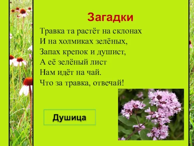 Загадки Травка та растёт на склонах И на холмиках зелёных, Запах