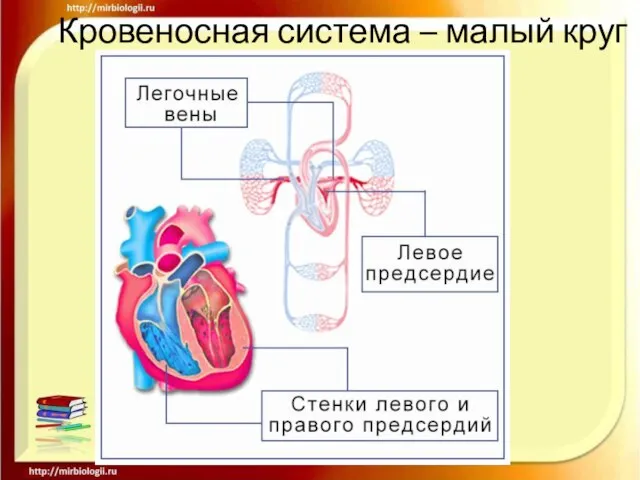 Кровеносная система – малый круг