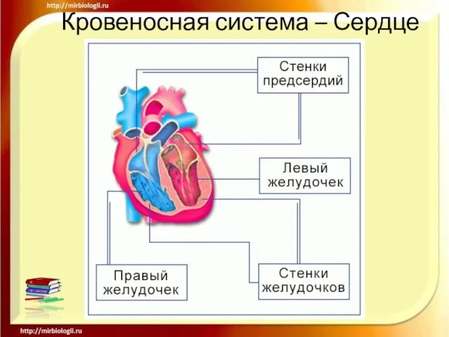 Кровеносная система – Сердце