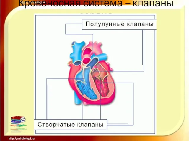 Кровеносная система – клапаны сердца