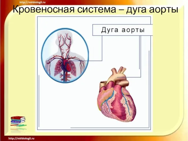 Кровеносная система – дуга аорты