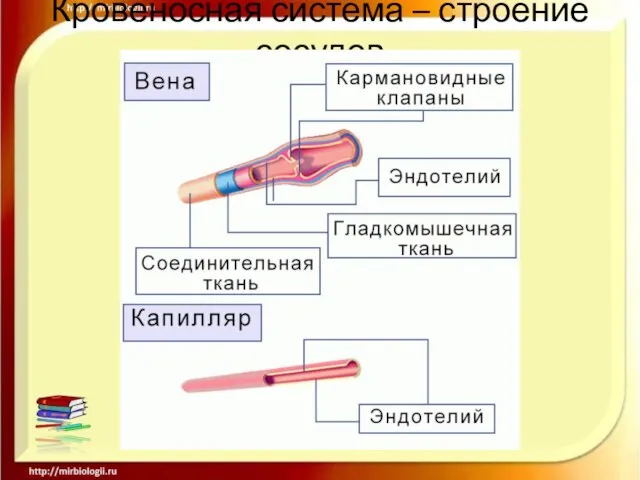 Кровеносная система – строение сосудов