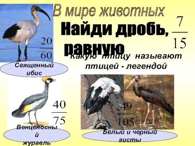 Какую птицу называют птицей - легендой Найди дробь, равную В мире животных