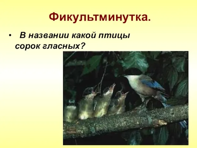 Фикультминутка. В названии какой птицы сорок гласных?