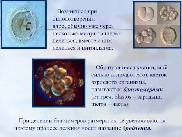 Возникшее при оплодотворении ядро, обычно уже через несколько минут начинает делиться,