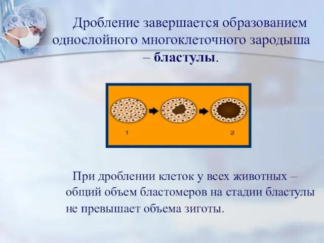 Дробление завершается образованием однослойного многоклеточного зародыша – бластулы. При дроблении клеток