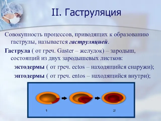 II. Гаструляция Совокупность процессов, приводящих к образованию гаструлы, называется гаструляцией. Гаструла