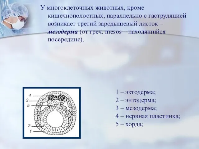 У многоклеточных животных, кроме кишечнополостных, параллельно с гаструляцией возникает третий зародышевый