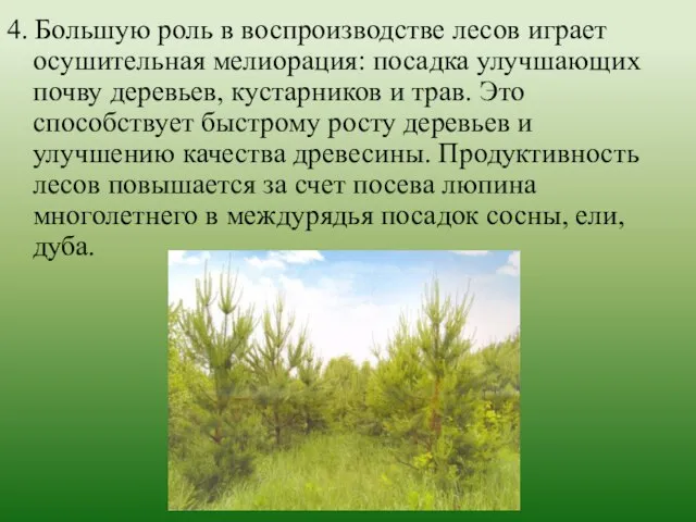 4. Большую роль в воспроизводстве лесов играет осушительная мелиорация: посадка улучшающих