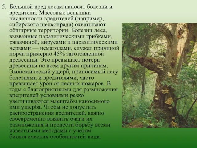 5. Большой вред лесам наносят болезни и вредители. Массовые вспышки численности