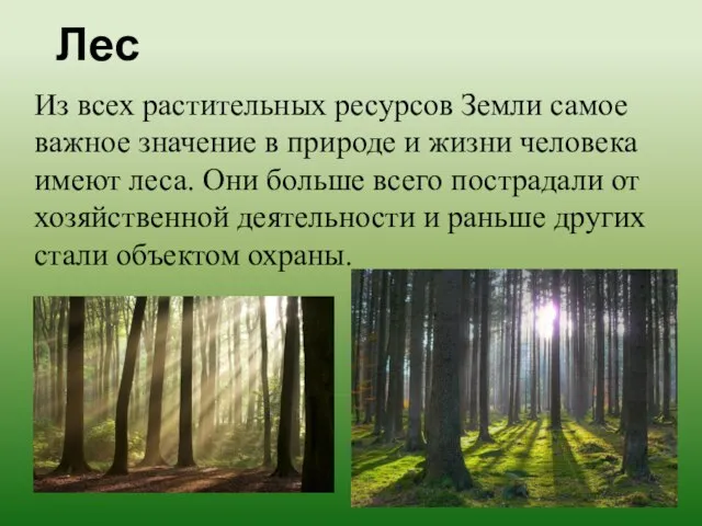 Лес Из всех растительных ресурсов Земли самое важное значение в природе