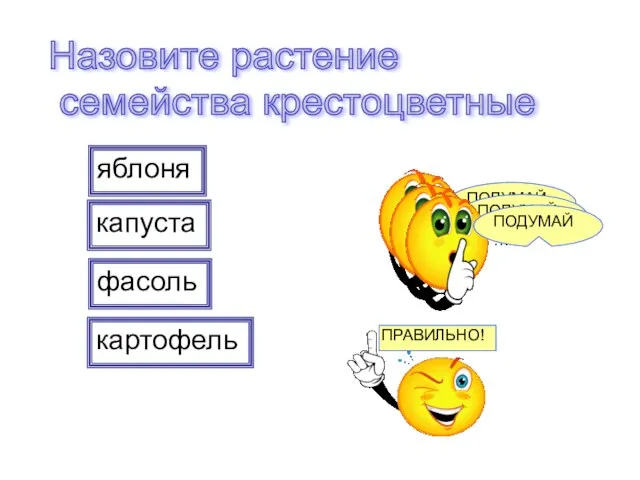 яблоня капуста фасоль картофель Назовите растение семейства крестоцветные