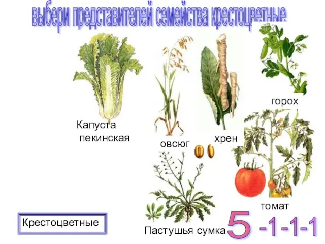 Крестоцветные выбери представителей семейства крестоцветные -1 -1 5 -1