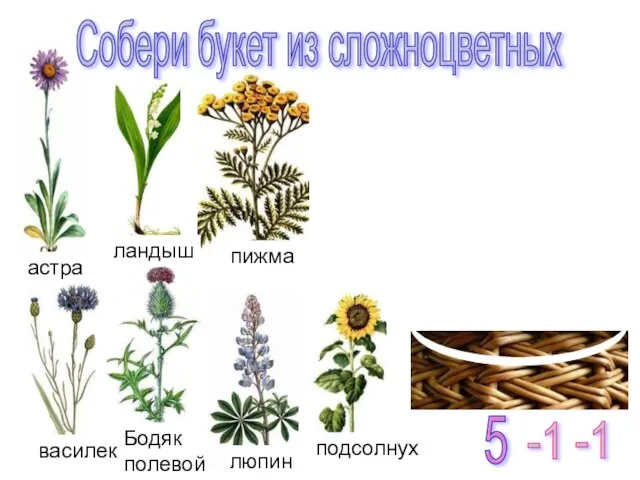 Собери букет из сложноцветных -1 -1 5