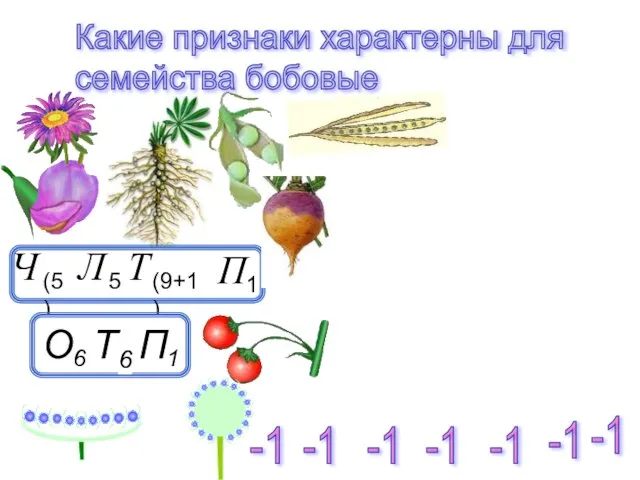 Какие признаки характерны для семейства бобовые -1 -1 -1 -1 -1 -1 -1