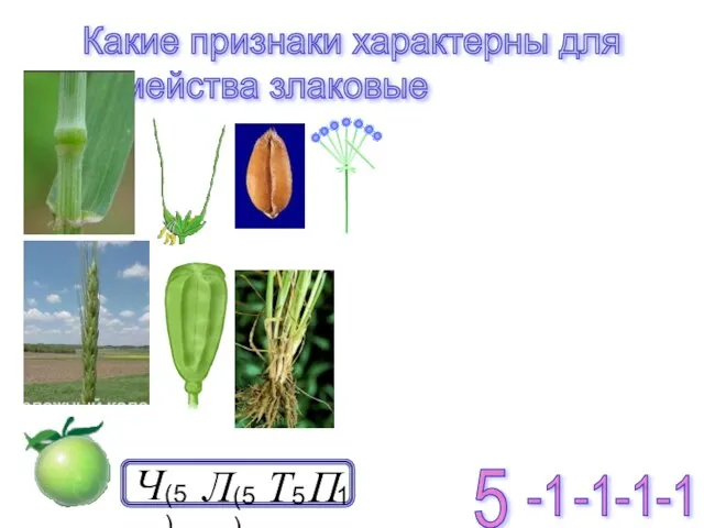 Какие признаки характерны для семейства злаковые -1 -1 -1 -1 5