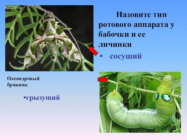 Назовите тип ротового аппарата у бабочки и ее личинки сосущий грызущий Олеандровый бражник