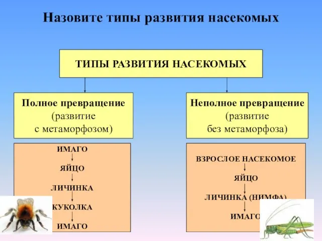 ТИПЫ РАЗВИТИЯ НАСЕКОМЫХ Назовите типы развития насекомых Полное превращение (развитие с