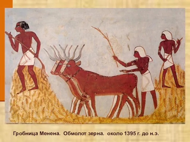 Гробница Менена. Обмолот зерна. около 1395 г. до н.э.