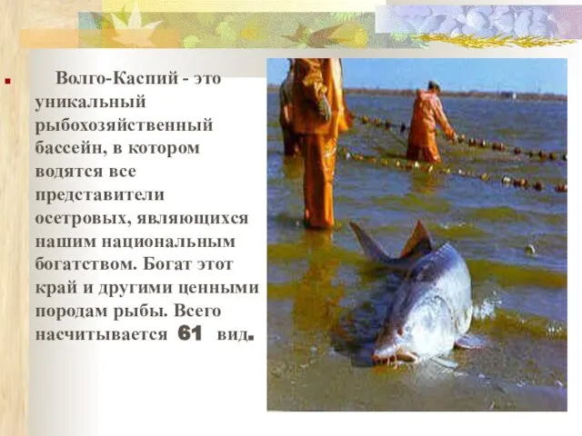 Волго-Каспий - это уникальный рыбохозяйственный бассейн, в котором водятся все представители