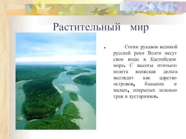 Растительный мир Сотни рукавов великой русской реки Волги несут свои воды