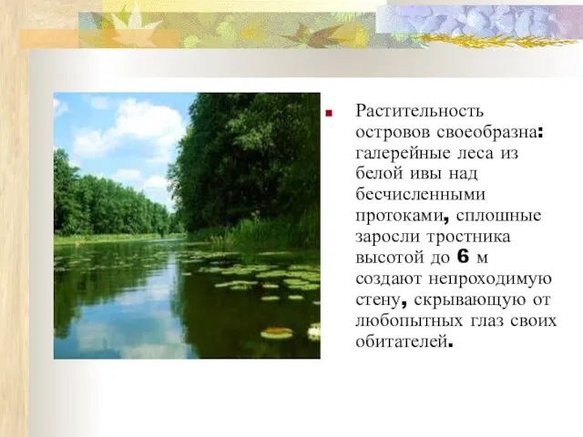 Растительность островов своеобразна: галерейные леса из белой ивы над бесчисленными протоками,