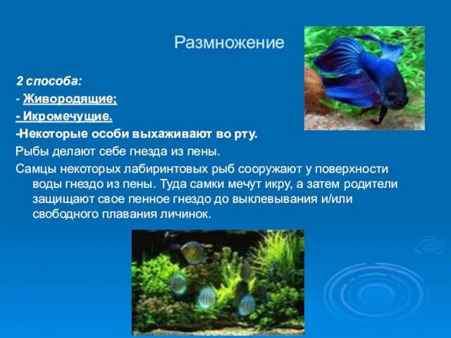 Размножение 2 способа: - Живородящие; - Икромечущие. -Некоторые особи выхаживают во