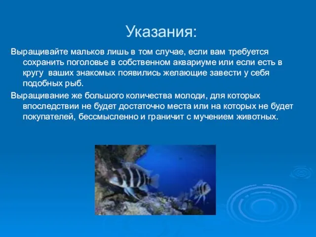 Указания: Выращивайте мальков лишь в том случае, если вам требуется сохранить