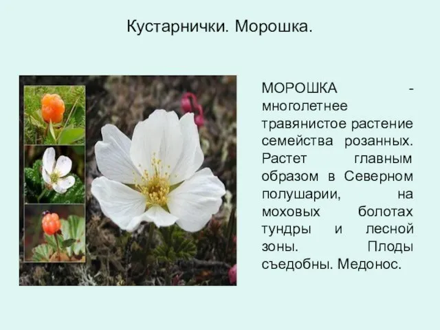 Кустарнички. Морошка. МОРОШКА - многолетнее травянистое растение семейства розанных. Растет главным