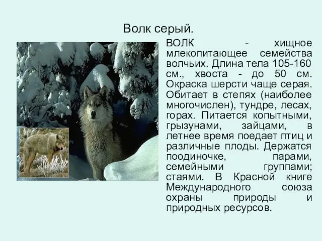 Волк серый. ВОЛК - хищное млекопитающее семейства волчьих. Длина тела 105-160