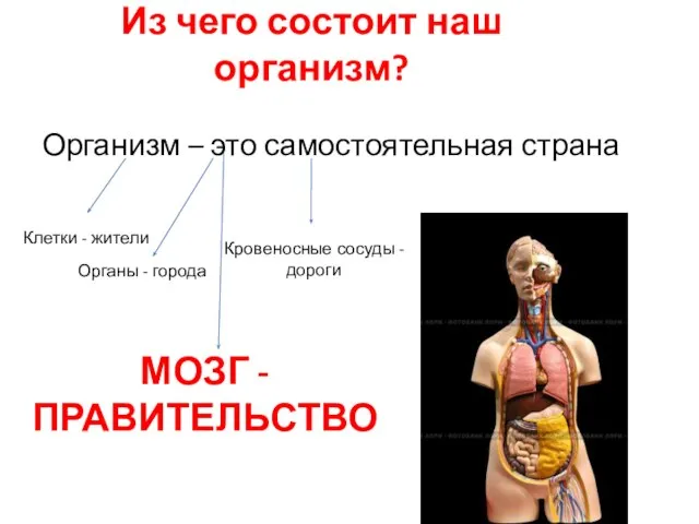 Из чего состоит наш организм? Организм – это самостоятельная страна Клетки