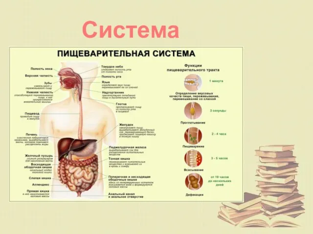 Система пищеварения