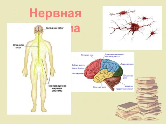 Нервная система