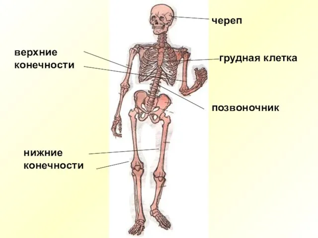 череп грудная клетка позвоночник верхние конечности нижние конечности