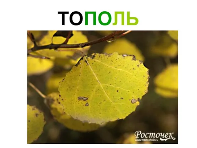 ТОПОЛЬ