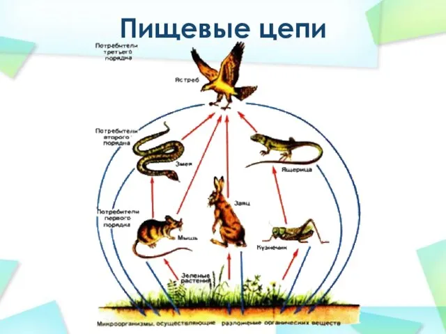 Пищевые цепи