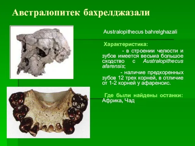 Австралопитек бахрелджазали Australopithecus bahrelghazali Характеристика: - в строении челюсти и зубов