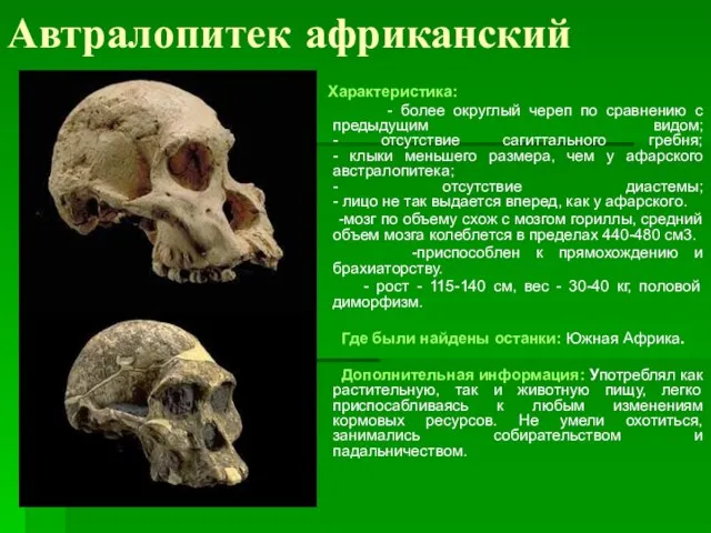 Автралопитек африканский Характеристика: - более округлый череп по сравнению с предыдущим