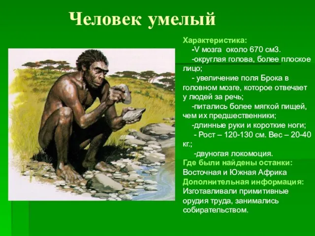 Человек умелый Характеристика: -V мозга около 670 см3. -округлая голова, более