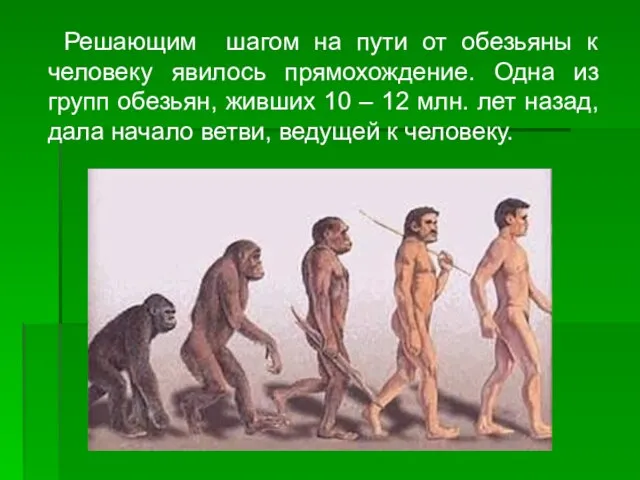 Решающим шагом на пути от обезьяны к человеку явилось прямохождение. Одна