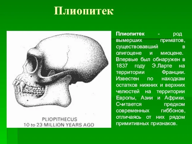 Плиопитек Плиопитек - род вымерших приматов, существовавший в олигоцене и миоцене.