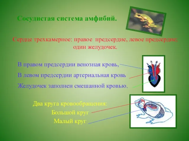 Сосудистая система амфибий. Сердце трехкамерное: правое предсердие, левое предсердие; один желудочек.