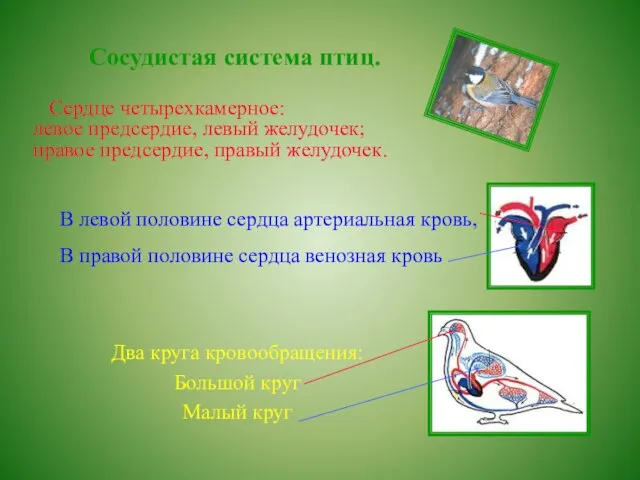 Сосудистая система птиц. Сердце четырехкамерное: левое предсердие, левый желудочек; правое предсердие,