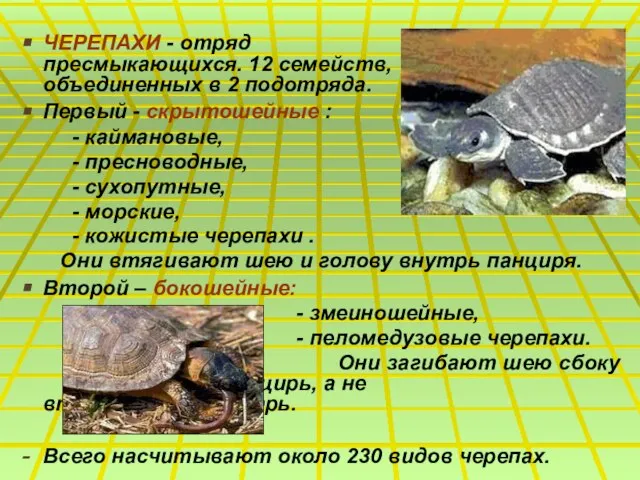 ЧЕРЕПАХИ - отряд пресмыкающихся. 12 семейств, объединенных в 2 подотряда. Первый