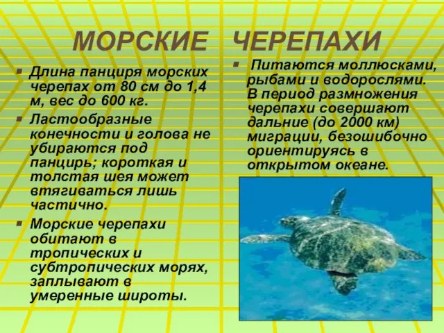 МОРСКИЕ ЧЕРЕПАХИ Длина панциря морских черепах от 80 см до 1,4