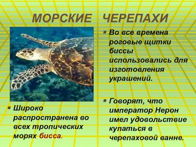 МОРСКИЕ ЧЕРЕПАХИ Широко распространена во всех тропических морях бисса. Во все