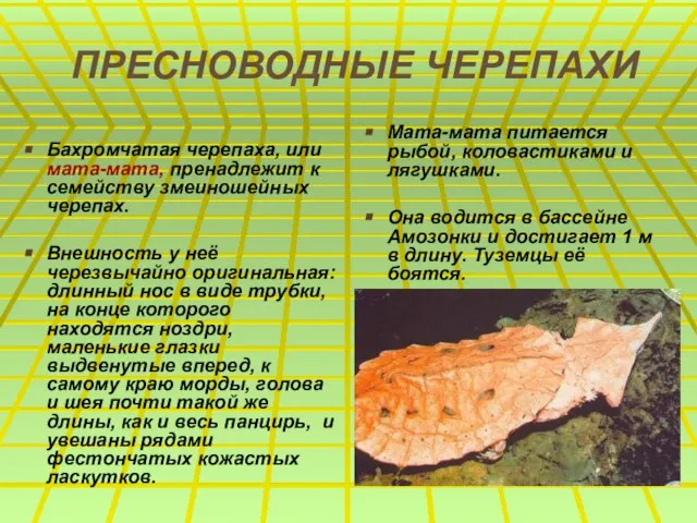 ПРЕСНОВОДНЫЕ ЧЕРЕПАХИ Бахромчатая черепаха, или мата-мата, пренадлежит к семейству змеиношейных черепах.