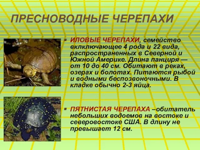 ПРЕСНОВОДНЫЕ ЧЕРЕПАХИ ИЛОВЫЕ ЧЕРЕПАХИ, семейство вклключающее 4 рода и 22 вида,